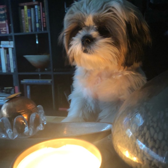 🇺🇸 Meet your Posher, Anita & Gucci - Picture 8 of 15